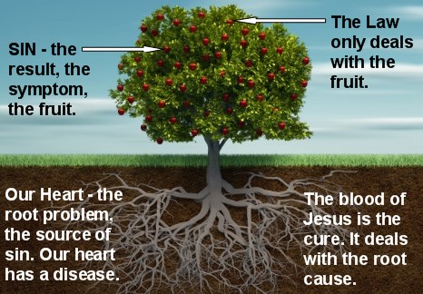 Sin Fruit - Heart Root
