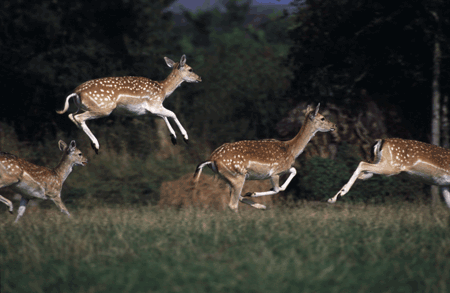 Deer Running and Leaping