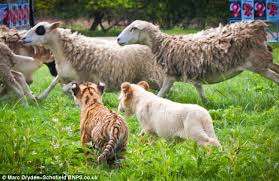 lion chasing sheep