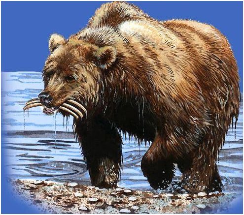 Bear
