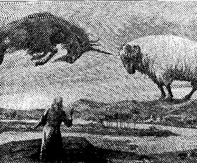 ram goat