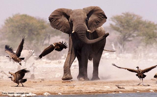 elephant scaring birds