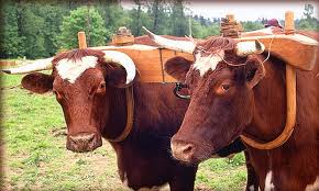 Yoked Oxen