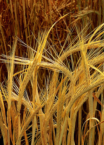 Barley