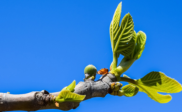 Fig Tree Spouting Leaves