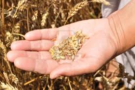 A Handful of Grain
