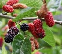Mulberry
