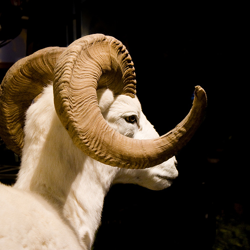 ram's horn