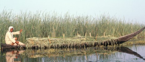 Middle East Reeds