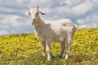 sheep