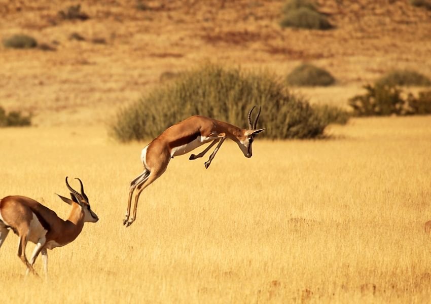 Gazelle