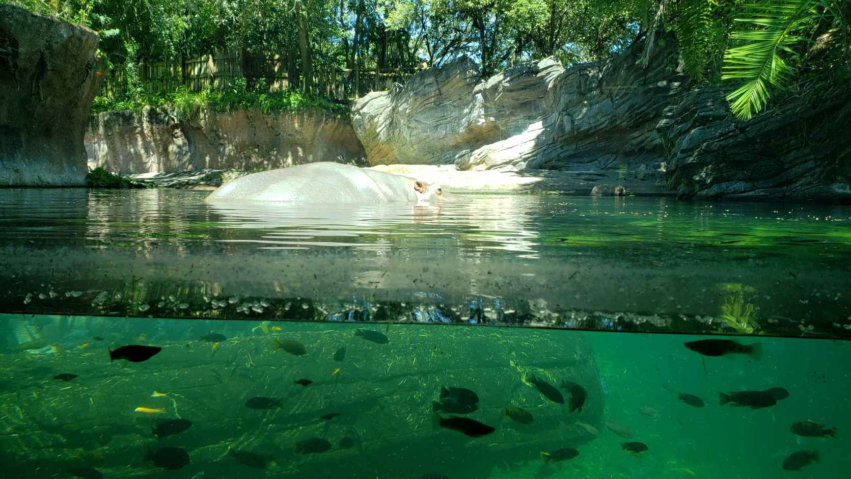 Hippo Underwater