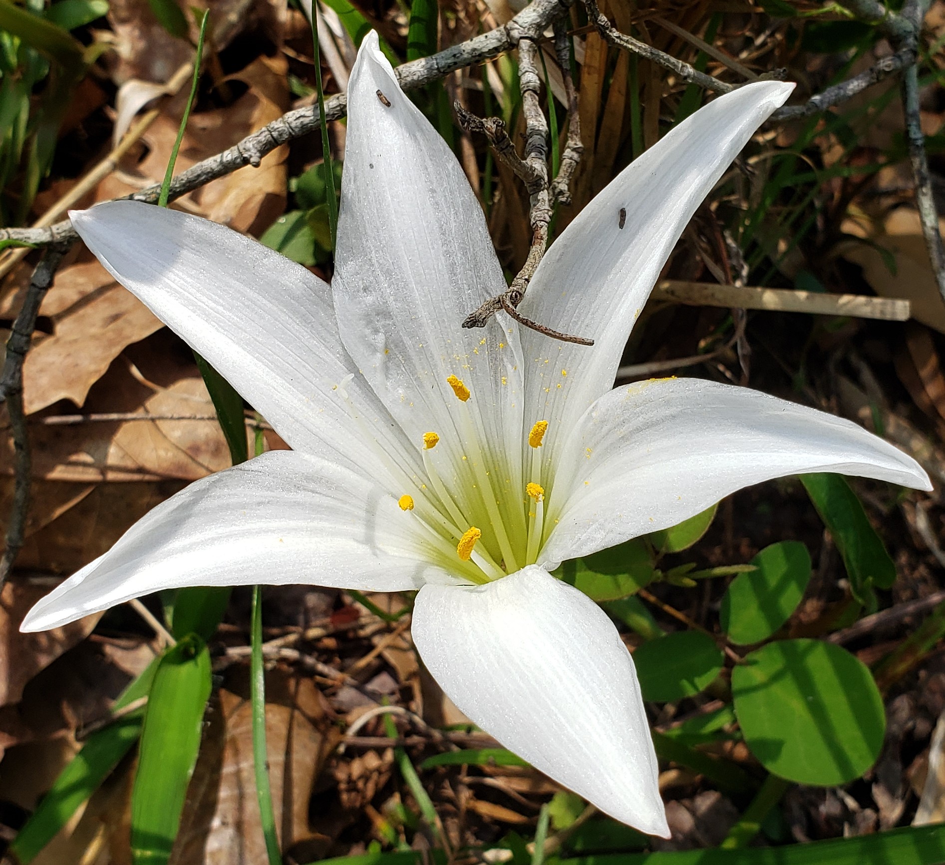 Lily