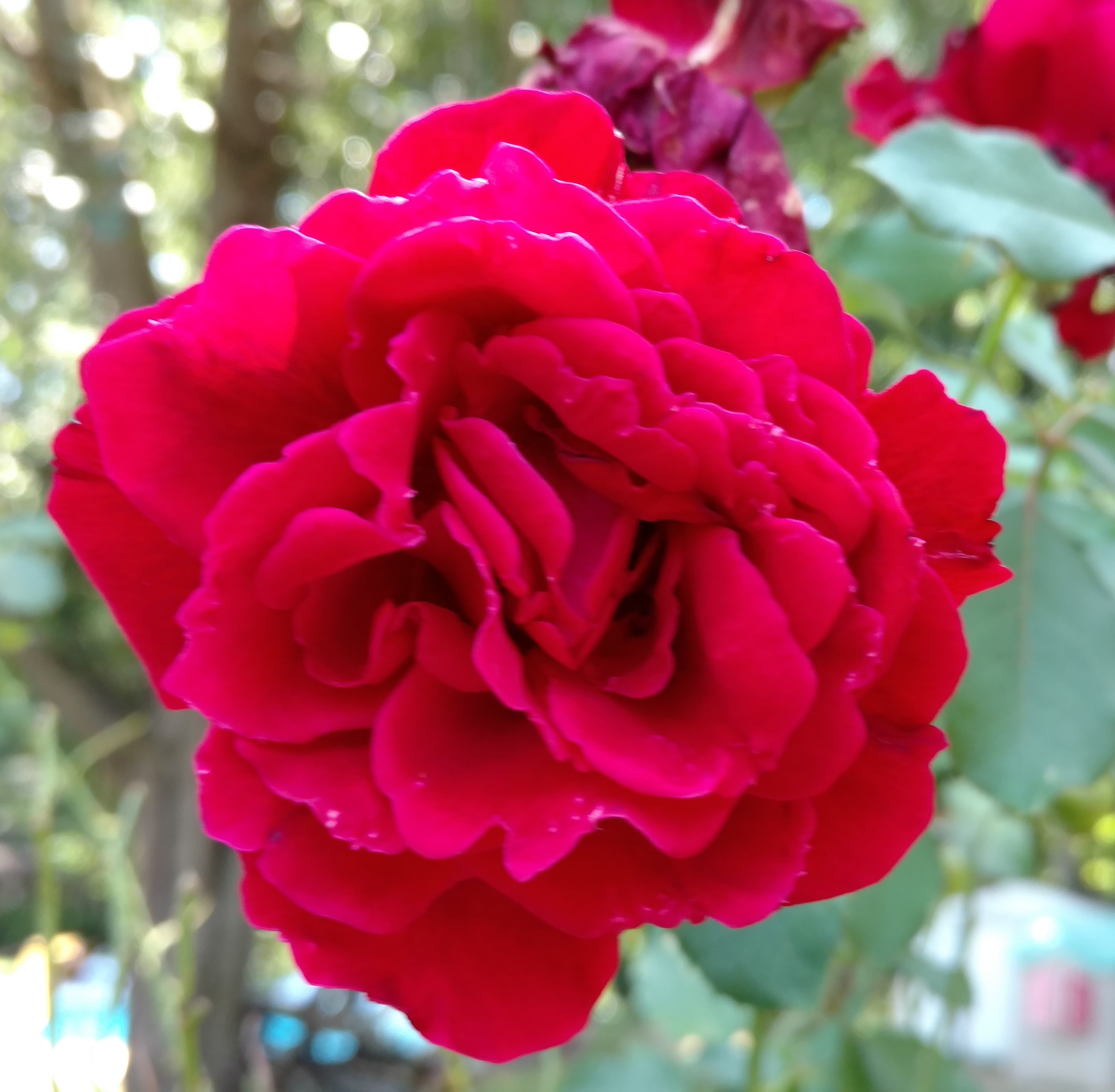 Rose